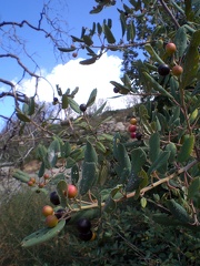 Colored Berries