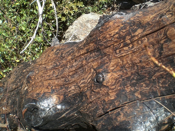 Burnt Log