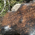 Burnt Log