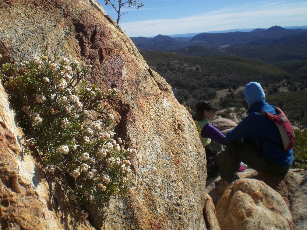 Flowers from Oakzanita Summit