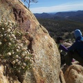 Flowers from Oakzanita Summit