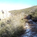 Snowy Trail