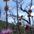 Thistle