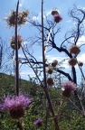 Thistle