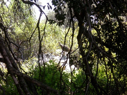 Wild Turkey!