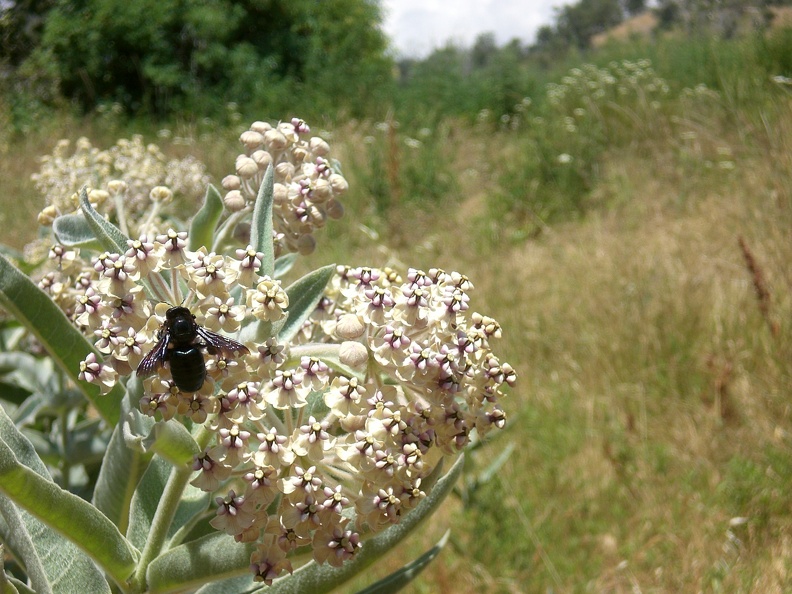 There were a number of these big, black bees. They were the size of bumblebees, but a bit sleeker and very, very dark. flickr-ginsnob-3685263021.jpg