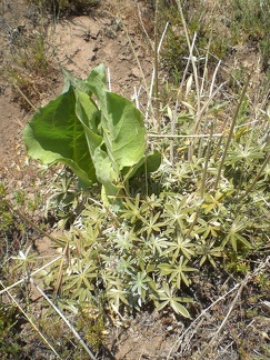 Plants