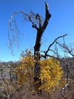 Fall in Cuyamaca