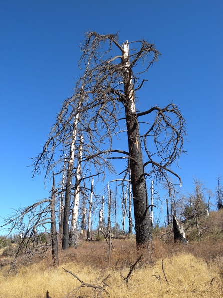 Burnt Tree