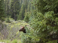 Elk