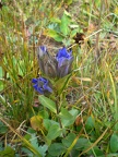 Purple Gentian