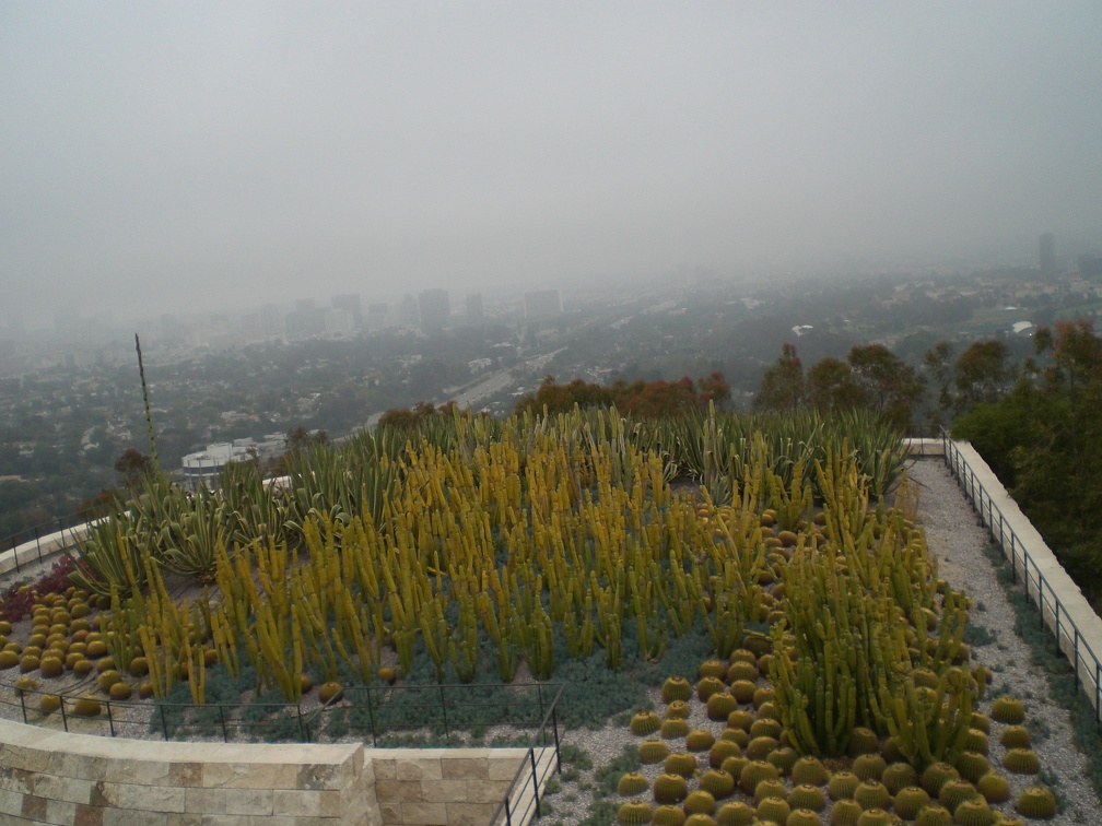 Cacti Overlooking LA