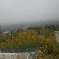 Cacti Overlooking LA