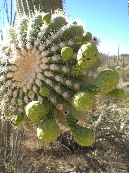 Saguaro Buds