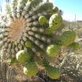 Saguaro Buds