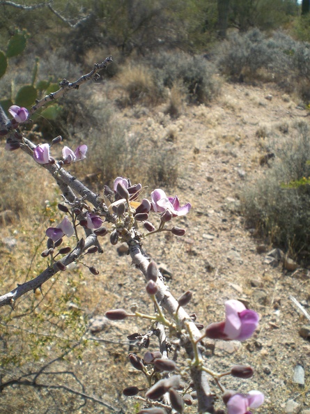 Ironwood Flowers