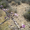 Ironwood Flowers