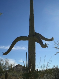 Tentacled Saguaro