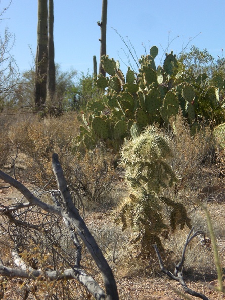 Prickly