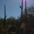 Boxin' Saguaros