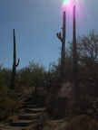 Boxin' Saguaros