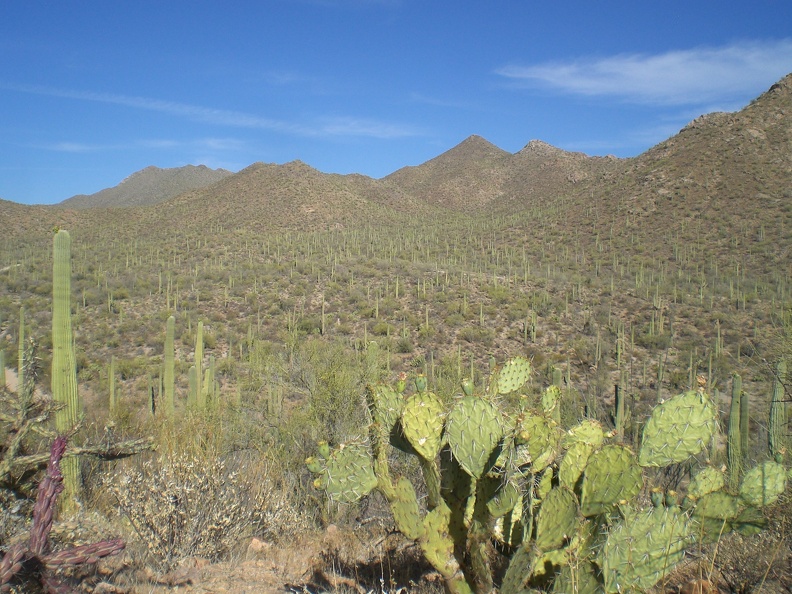 Saguaro Forest