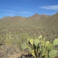 Saguaro Forest