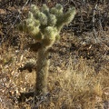 Teddy Bear Cholla