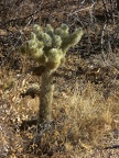 Teddy Bear Cholla