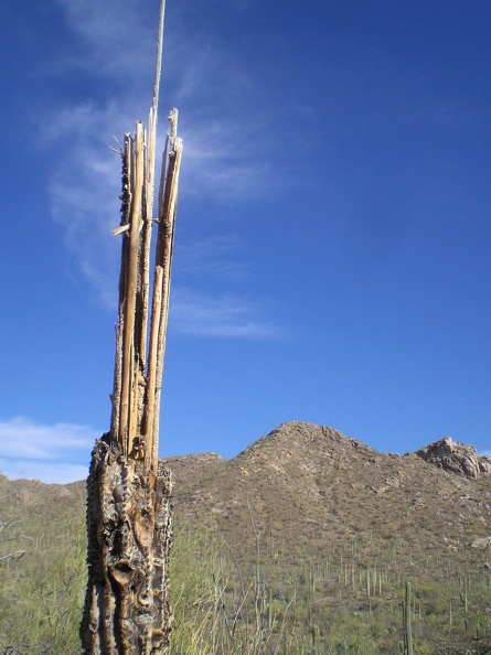 Saguaro Skeleton