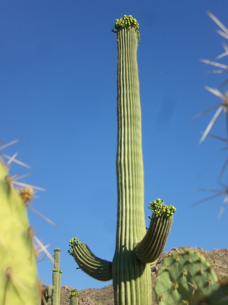 Crowned Saguaro