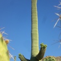 Crowned Saguaro