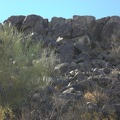 The Petroglyphs of Signal Hill