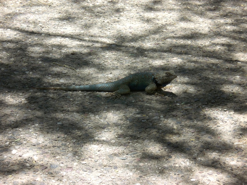 Bluegreen Lizard