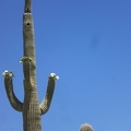 Flowering Saguaro