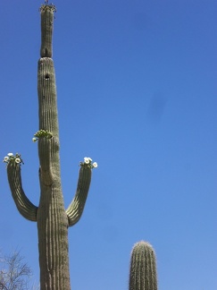 Flowering Saguaro