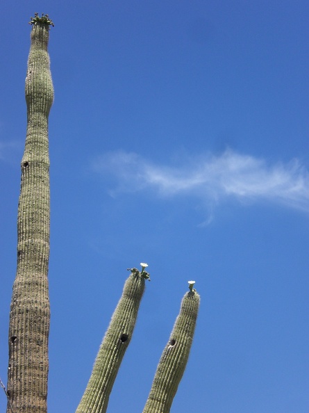 Saguaro Flowers