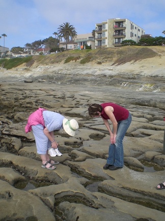 Looking in Tidepools