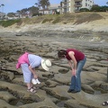 Looking in Tidepools