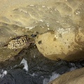 Crabs!