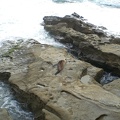 Sea Lion in the Surf