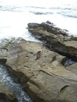 Sea Lion in the Surf