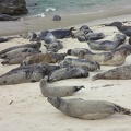 Sea Lions!