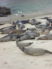 Sea Lions!