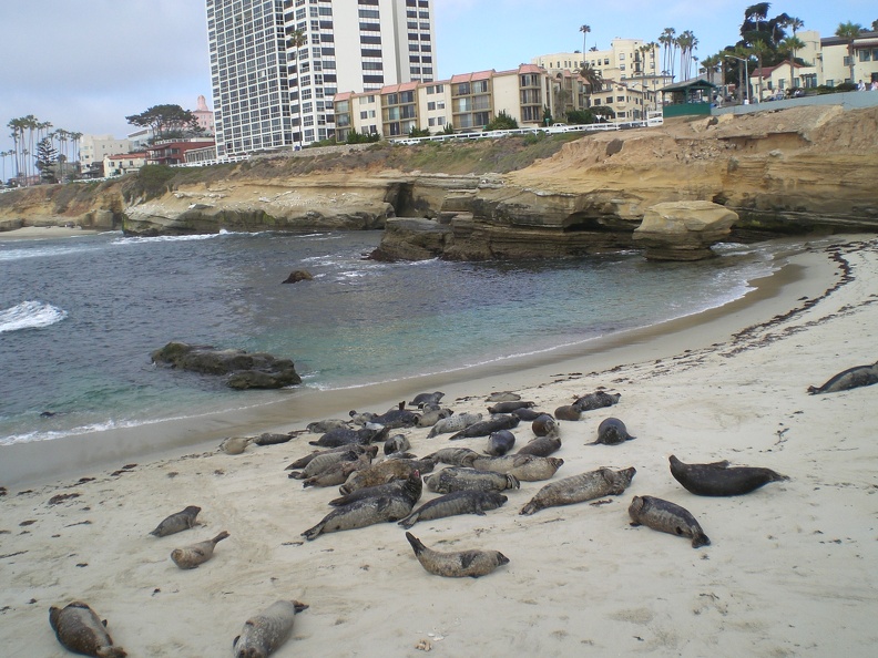 Sea Lions in La Jolla