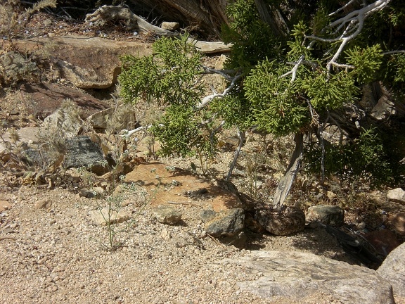 Snake Under Bush