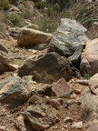 Collared Lizard