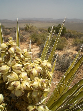 Desert Blooms