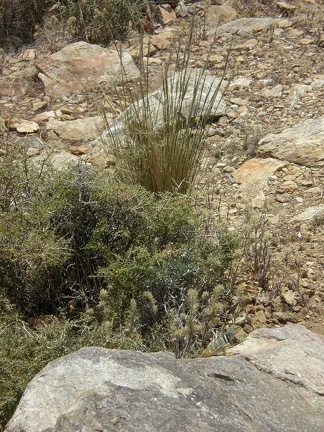 Collared Lizard II