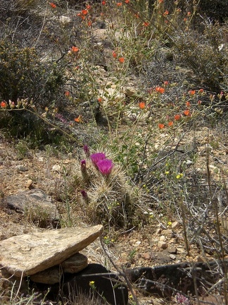 Desert Colors